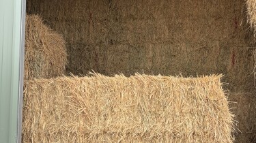 Barley Hay